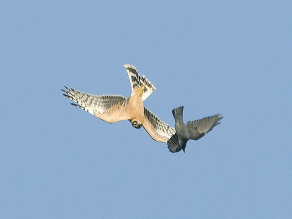 Arosuohaukka, Pallid Harrier, Circus macrourus